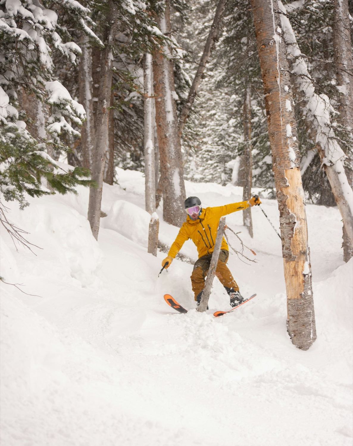A skier turning through snow between spruce and birch trunks