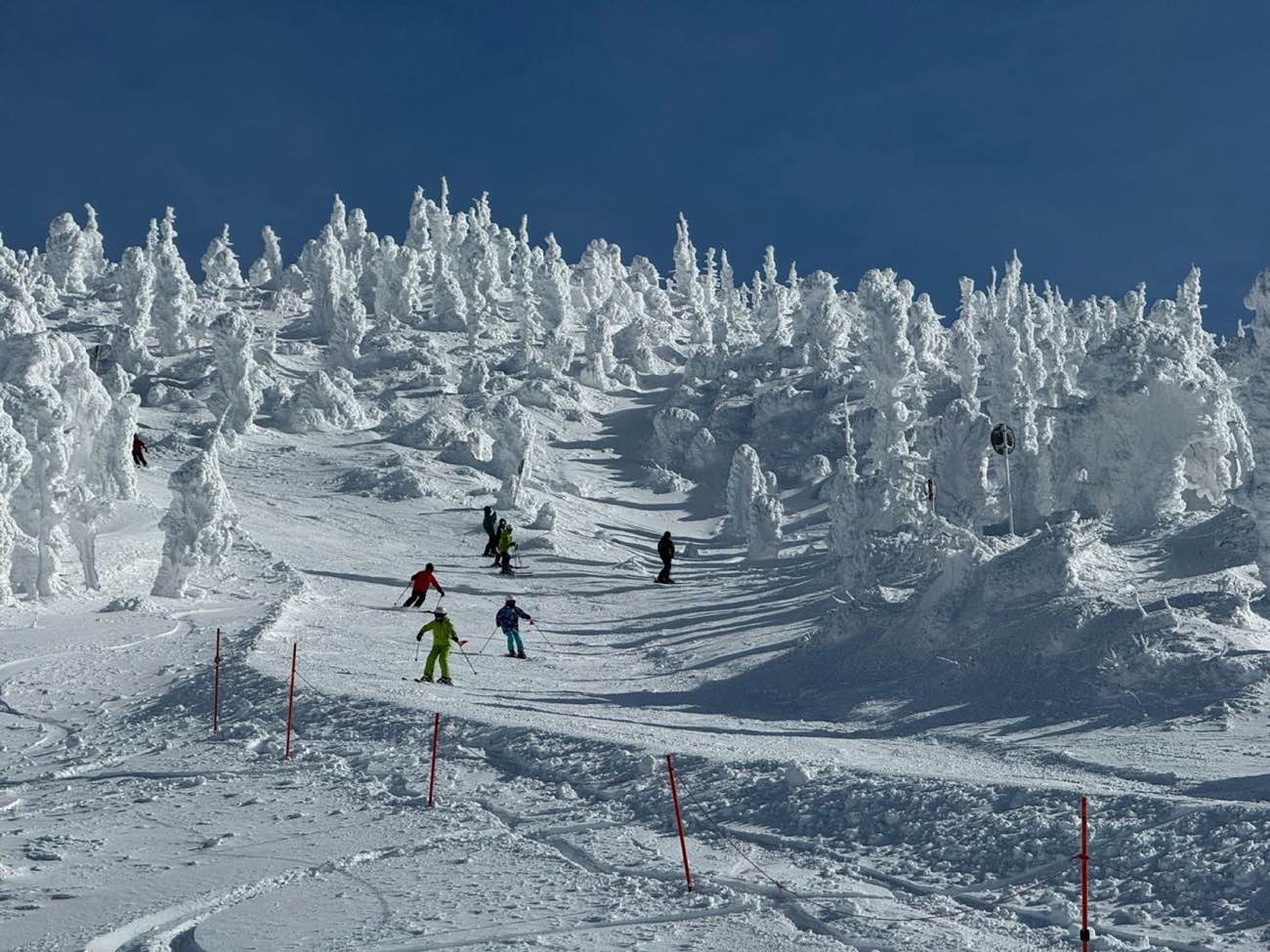 Skiers descending a snowy run below a line of heavily snow-laden trees under a deep blue sky